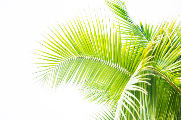istock Detail of coconut trees leaf isolated on white background 1163089546