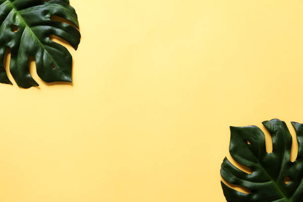 istock Green plant on yellow background 1163089572
