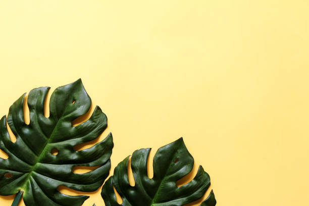 istock Green plant on yellow background 1163089585