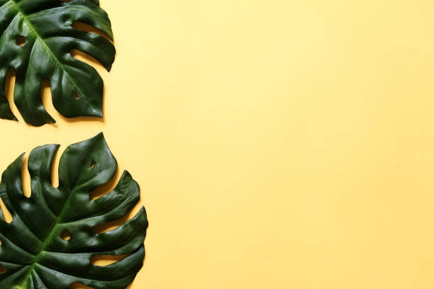 istock Green plant on yellow background 1163089588
