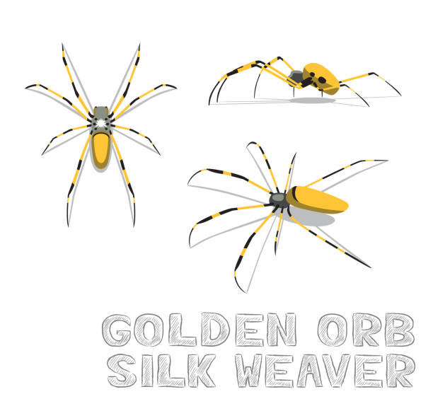 złota kula jedwab tkacza weaver kreskówka ilustracja wektorowa - orb web spider stock illustrations