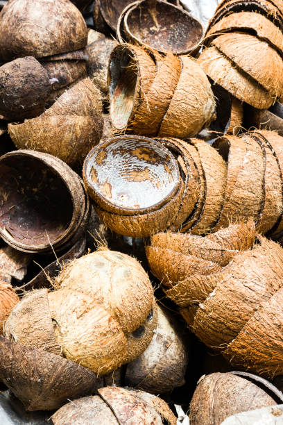 istock A pile of brown old Tropical Coconut Shell in nature 1163094065