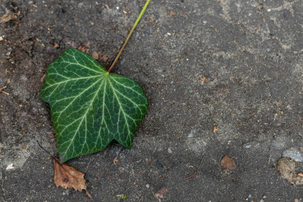 istock Green ivy leaf on the black earth 1163095065