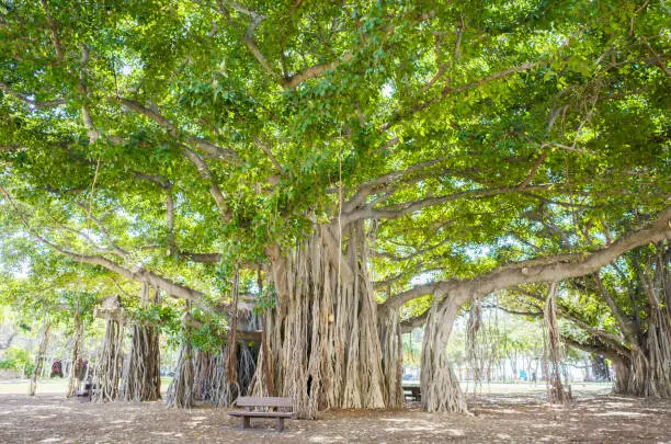 Banyan tree in Hawaii