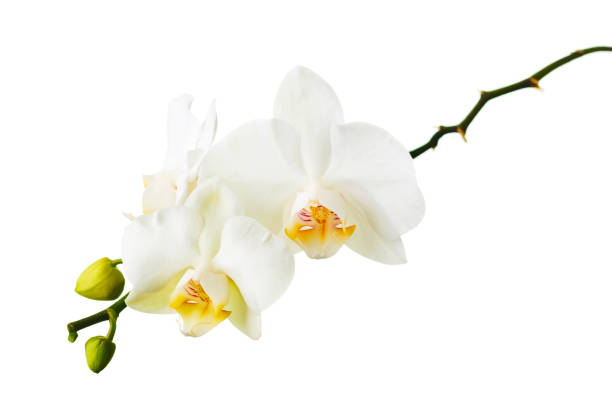 istock Orchid twigs isolated on white background. 1163097330