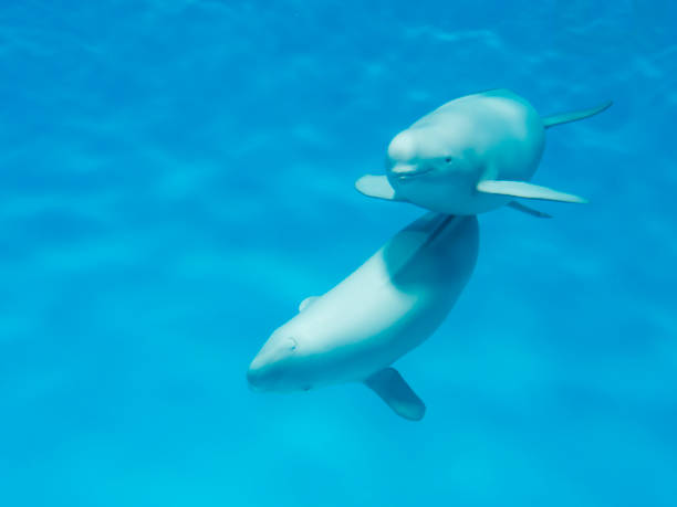 бесхитная морская свинья - dolphin porpoise mammal sea стоковые фото и изображения