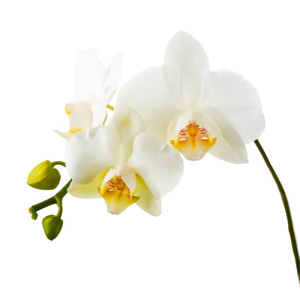 istock Orchid twigs isolated on white background. 1163097443