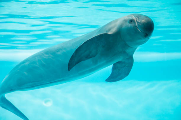 istock Finless porpoise 1163097456