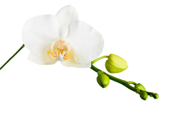 A pink flower bud from an orchid plant in the yard.