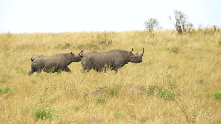 Rhinoceros running in Maasai Mara