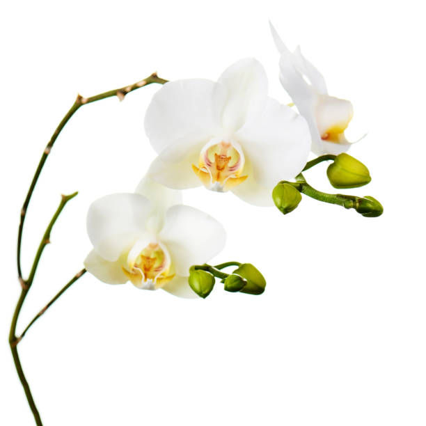 istock Orchid twigs isolated on white background. 1163098461