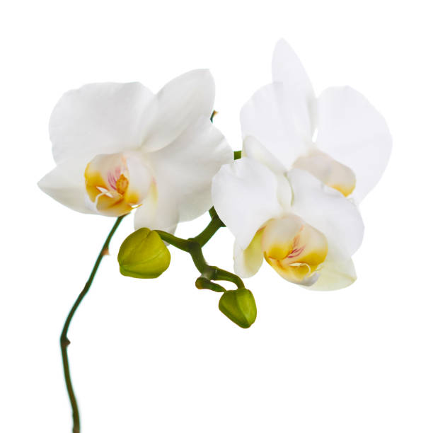 istock Orchid twigs isolated on white background. 1163098492