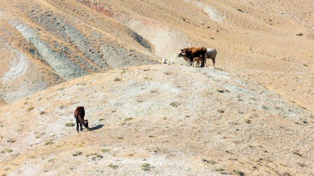 istock Herd of cows on the mountainside 1163099337