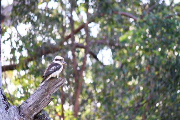 istock Wild Kookaburra Bird Sitting On Tree 1163100650