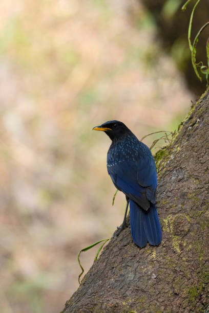 istock Blue whistling thrush, Myophonus caeruleus, Sattal, Uttarakhand, India. 1163101474