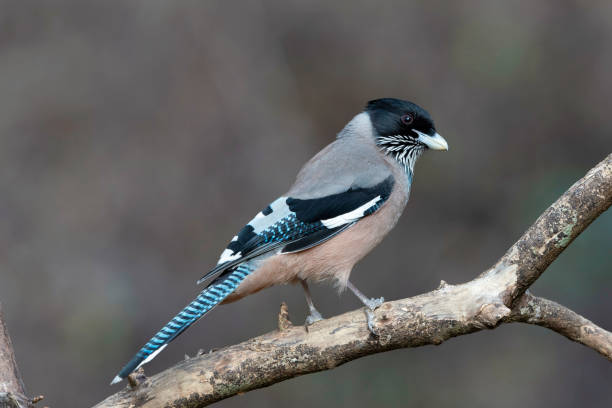 istock Black Headed Jay, Garrulus lanceolatus, Sattal, Uttarakhand, India. 1163101573
