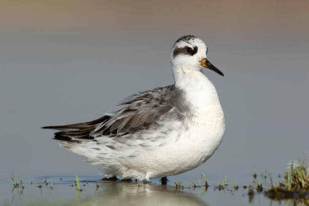 Red Phalarope,  Phalaropus fulicarius, Bhigwan, Pune, Maharashtra, India.