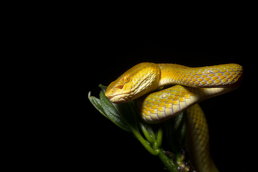 Bamboo Pit Viper, Yellow Morph, Trimeresurus gramineus, Amboli, Sindhudurg, Maharashtra, India.