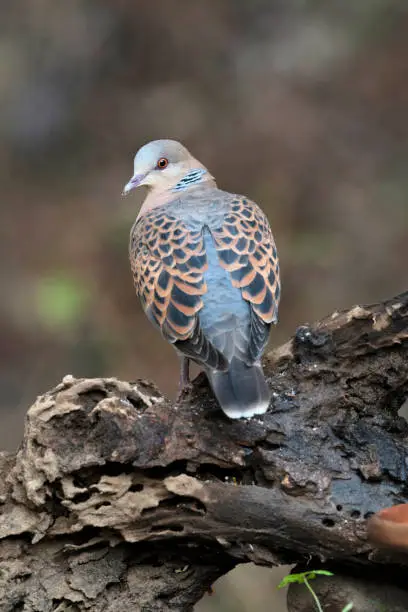 Oriental Turtle Dove,  Streptopelia orientalis, Sattal, Uttarakhand, India.