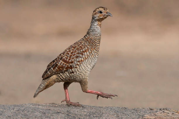 istock Grey Francolin, Francolinus pondicerianus, Hampi, Karnataka, India. 1163103172