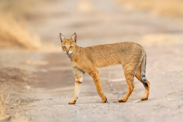 Photo of Jungle cat, Felis chaus, Blackbuck National park, Velavadar, Bhavnagar, Gujarat, India.