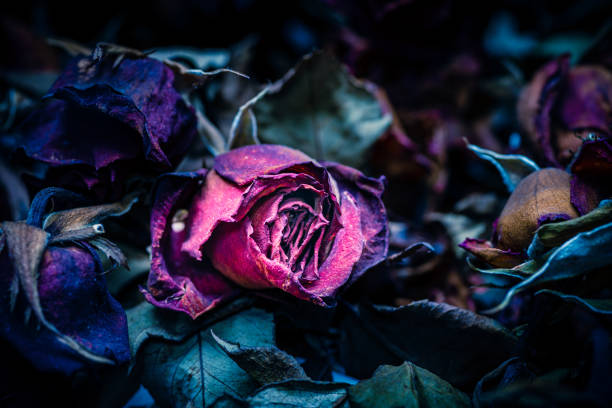 Close up of withered roses, abstract background