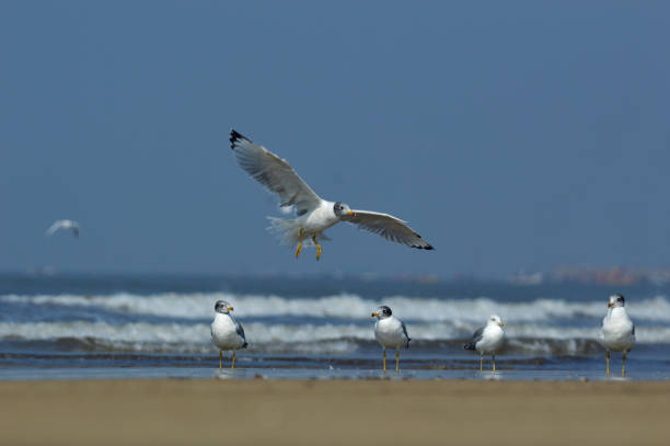 gaviota de pallas, ichthyaetus ichthyaetus, akshi beach, alibaug, maharashtra, india. - larus ichthyaetus fotografías e imágenes de stock