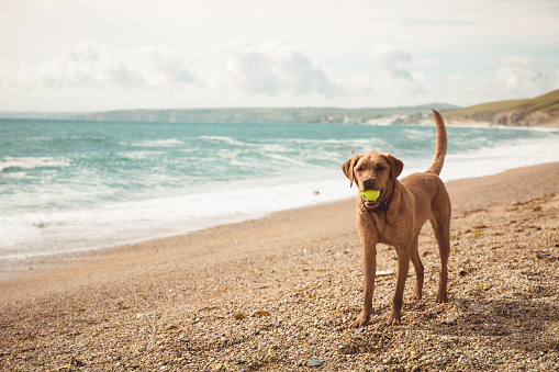A fit and healthy yellow Labrador retriever dog standing on a beach whilst on Summer vacation and playing with a ball in its mouth with copy space