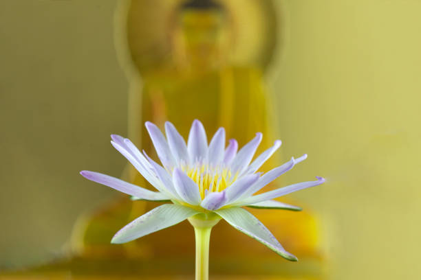 Beautiful  Lotus Flower on buddha statue background