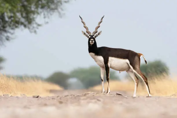 Photo of Blackbuck male, Antilope cervicapra ,Blackbuck National Park, Velavadar, Gujarat, India.