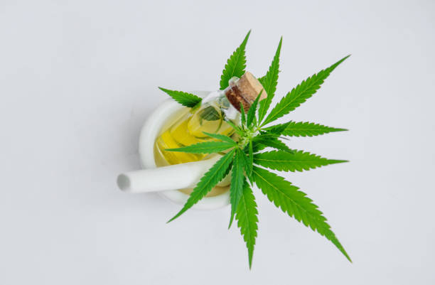 istock Cannabis herb and leaves for treatment broth, tincture, extract, oil. Selective focus. 1163107031