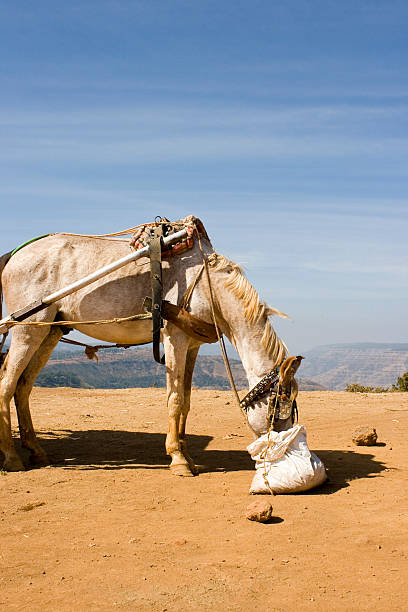 Horse having his meal in India