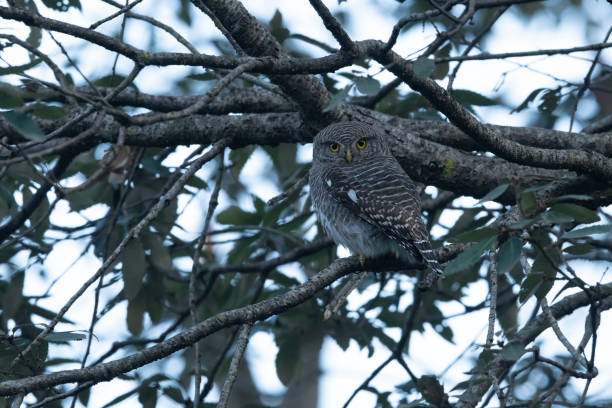 istock Asian barred owlet, Glaucidium cuculoides, Sattal, Nainital, Uttarakhand, India 1163107549