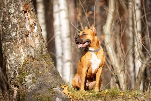 Photo of Adorable red dog walks in park at autumn