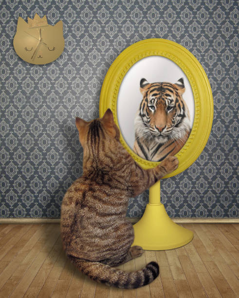 Cat looks at its reflection at home The cat stares his reflection in the mirror in the living room at home. pics for cat staring at wall stock pictures, royalty-free photos & images