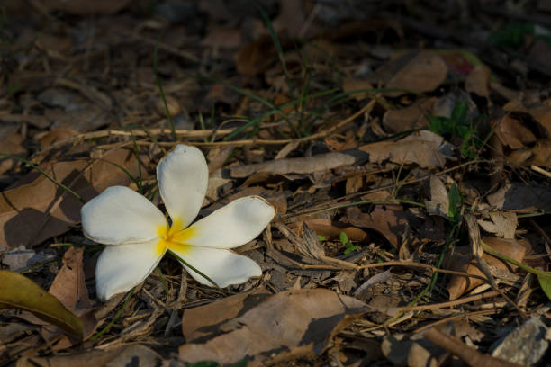 istock fall of white plumeria on dry leaf tree ground with light on flower 1163110185