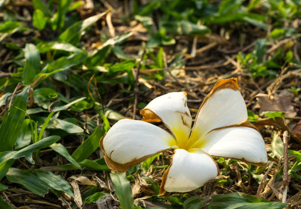 istock white plumeria fall on green and dry grass ground 1163110212
