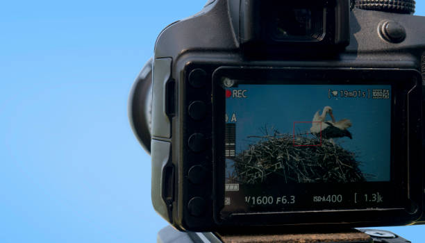 Stork in nest on a display of digital camera