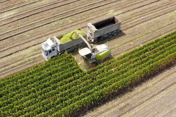 Corn for Silage - Combine harvesting and loading silage onto a double trailer truck, Aerial image.