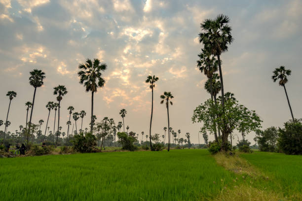 istock scenic of rice fields and palm trees on evening sky 1163111000