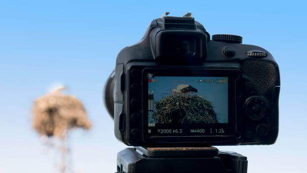 istock Digital camera filming stork in nest 1163111010