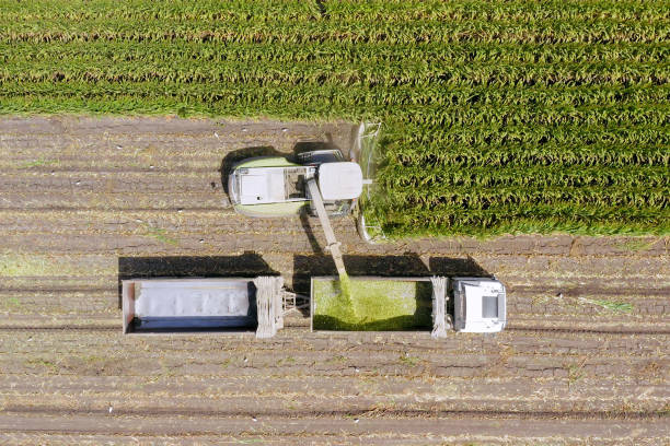 istock Corn for Silage - Combine harvesting and loading silage onto a double trailer truck 1163111060
