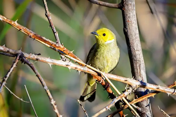 Tiny white plumed honeyeater perched on a branch