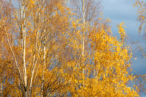 Birch tree in sunset light against cloudy sky
