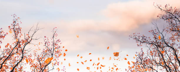 autumnal landscape with fall leaves
