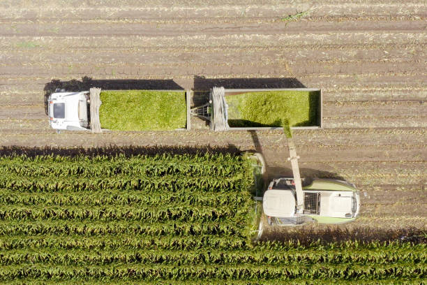 istock Corn for Silage - Combine harvesting and loading silage onto a double trailer truck 1163111596