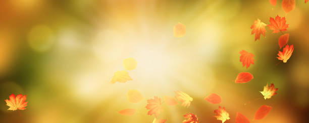 istock fall leaves on autumnal background 1163111622