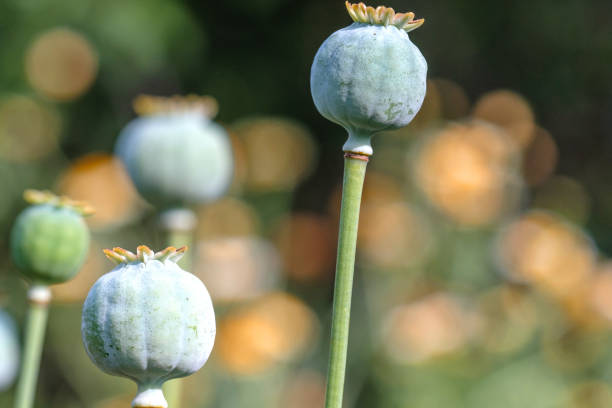 głowice maku rosnące na zewnątrz na zielonym tle - flowerseeds zdjęcia i obrazy z banku zdjęć