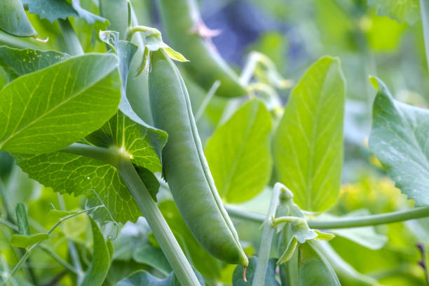 istock pea pod on a branch, growing among green leaves 1163112221