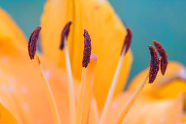 stamens orange Lily closeup, petals and stamens